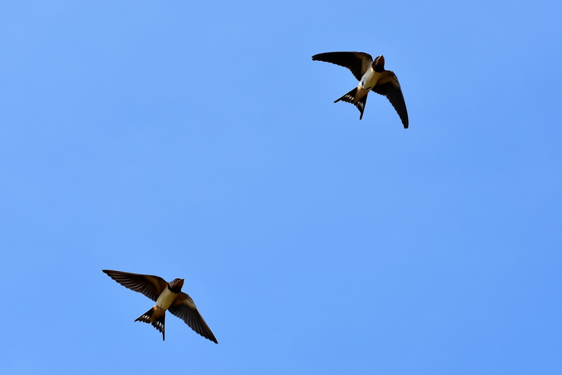 animal, two animals, nature, group of animals, flying, 4K, sky, clear sky, day, swallows, spread wings, seagull, songbirds, no people, outdoors, motion