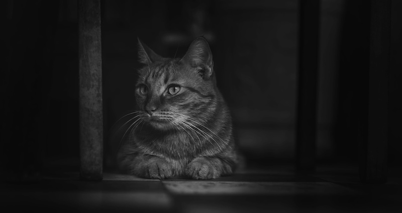 domestic animals, cat, animal photography, 4K, whiskers, depth of field, one animal, sit, focus, domestic, eyes, pets, monochrome, flooring, whisker, photography