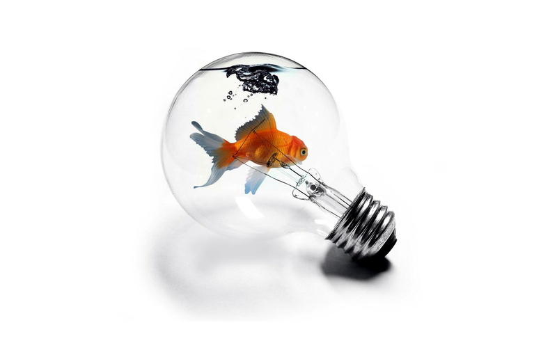 goldfish, glass - material, nature, studio shot, fish, water, no people, animal wildlife, 720P, swimming, white, animal, indoors, white background, orange color