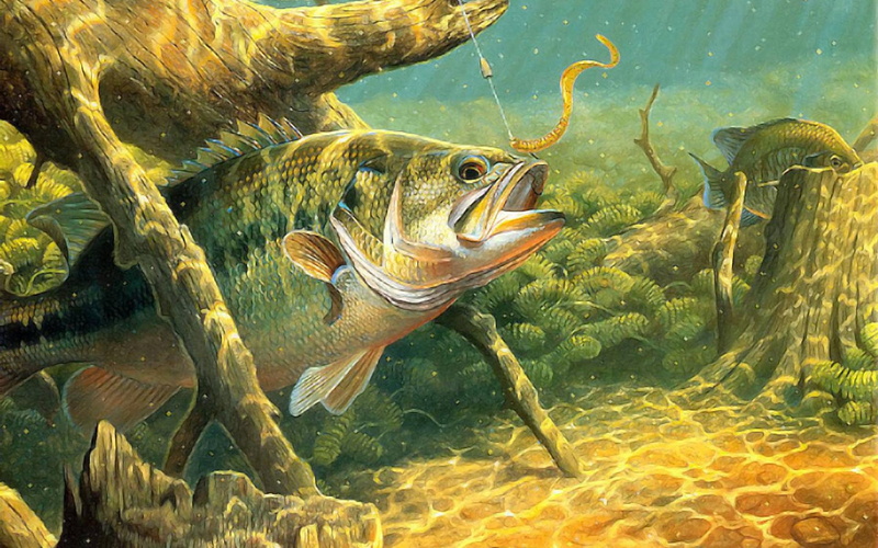 Sport, Bass, fishes, sea, water, river, underwater, lake, no people, artwork, swimming, nature, 1080P, sea life, group of animals, undersea, reptile, animal