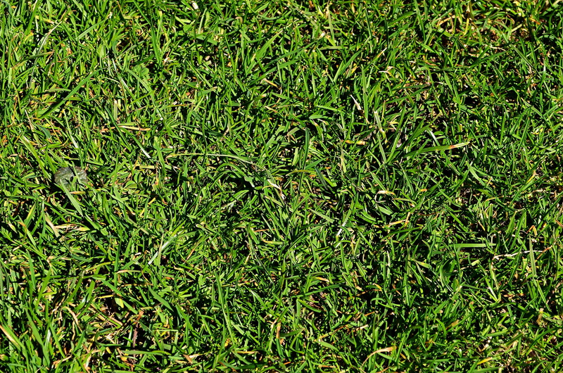 backgrounds, meadow, spring, flora, day, lawn, games, foliage, stadion, plant, grass, leaf, garden, land, outdoors, lane, 4K, no people, tranquility, national stadium
