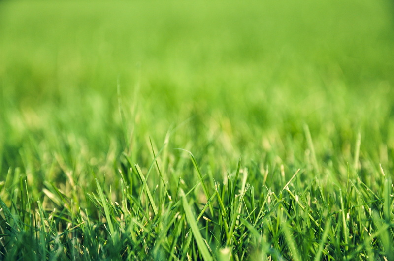 garden, plant, blade of grass, agriculture, stadion, 4K, selective focus, the pitch, player, sport, lawn, environment, springtime, outdoors, close-up