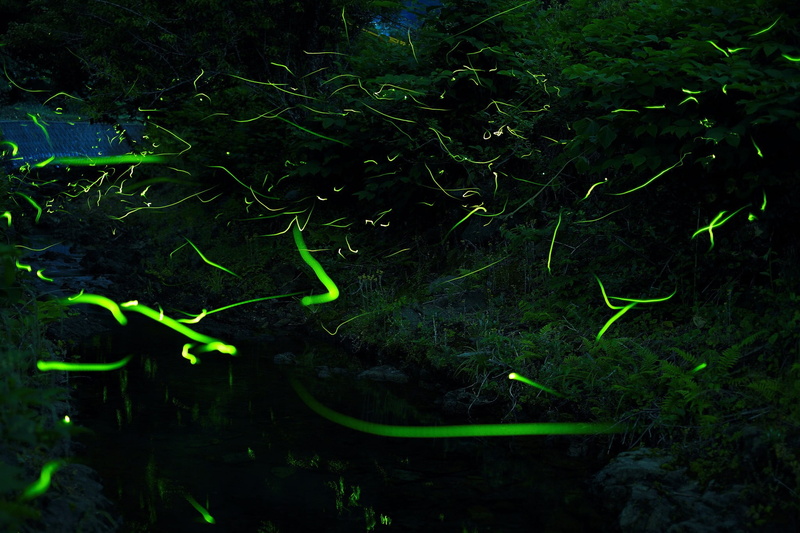 no people, plant, water, animals in the wild, animal, outdoors, turf, 1080P, green color, underwater, school of fish, growth, animal wildlife, group of animals