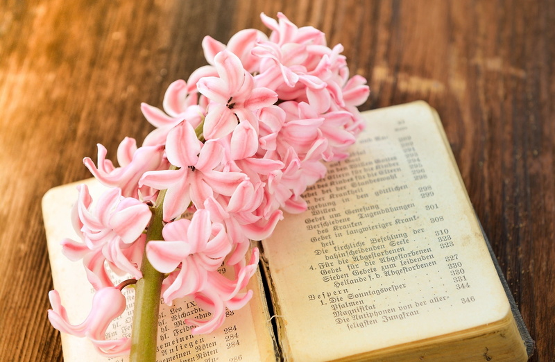 text, Wood, bouquet, vulnerability, no people, plant, Close, Spring, Vintage, Flowers, fragrantflower, Springtime, pink color, communication, petal, old