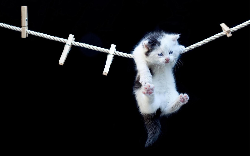 1080P, love, clothesline, hanging, kitty