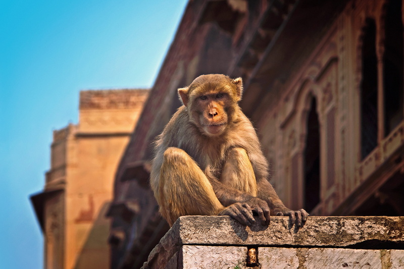 baboon, building, wild, architecture, day, temple, photo, focus on foreground, 4K, animal themes, animals in the wild, travel, building exterior, india