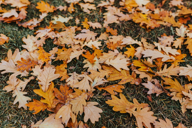 park - Man Made Space, color Image, day, leaves, brown, plant, dogs, falling, field, fragility, outdoors, maple leaf, walk, close-up, change, high angle view