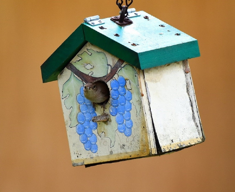 close-up, day, low angle view, nature, birdhouses, birds, 480P, number, no people, old, bird, wood - material, human representation, birdhouse, mailbox
