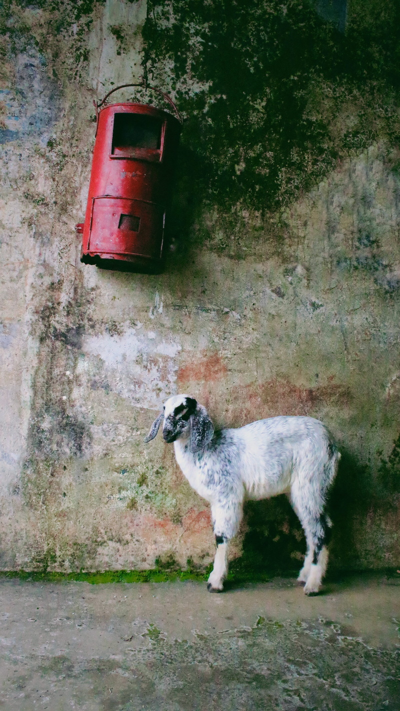 full length, wall - building feature, vagamon, 5K, beauty, day, kerala, livestock, mammal, domestic animals, built structure, no people, animal wildlife