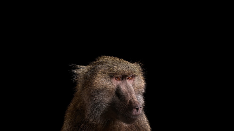 animal body part, monkey, japanese macaque, baboon, animal, animal hair, animal head, animal themes, black background, simple background, mammals, animals in the wild