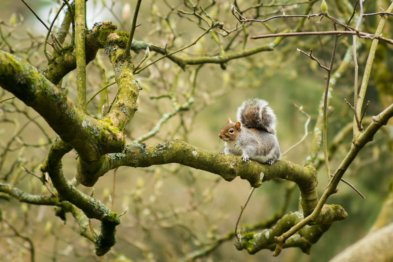 mammal, nature, wildlife, branch, Bath  UK, park, animal, grey squirrel, macaque, outdoors, tree branch, small, forest, primate, Victoria Park, squirrel
