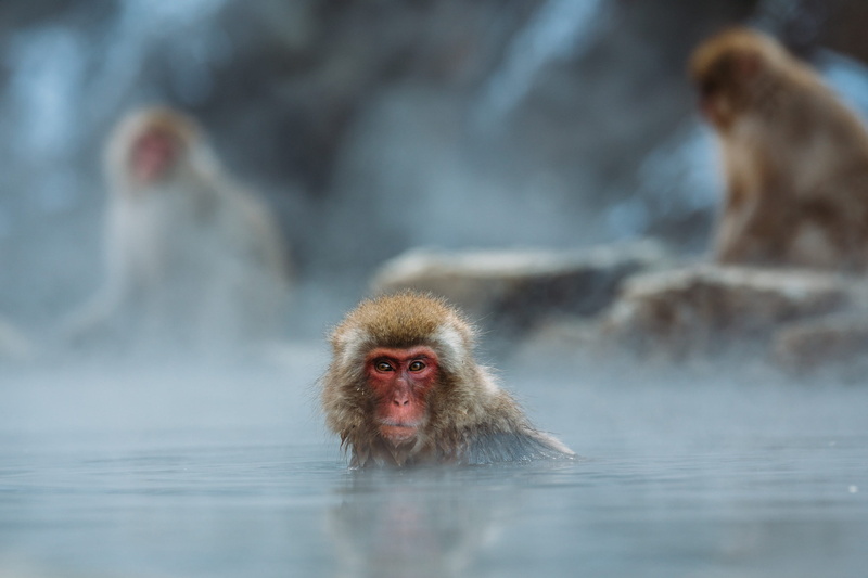 wildlife, snow, portrait, thermal Pool, animal themes, macro, macaque, water, primate, vertebrate, asia, selective focus, photography, cold temperature