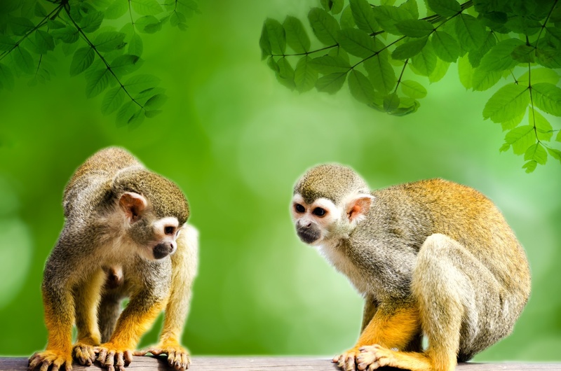 muzzle, downward, plant part, tiny, mammal, america, monkeys, nature, human-like, south, rainforest, animal family, outside, two animals, natural, squirrel