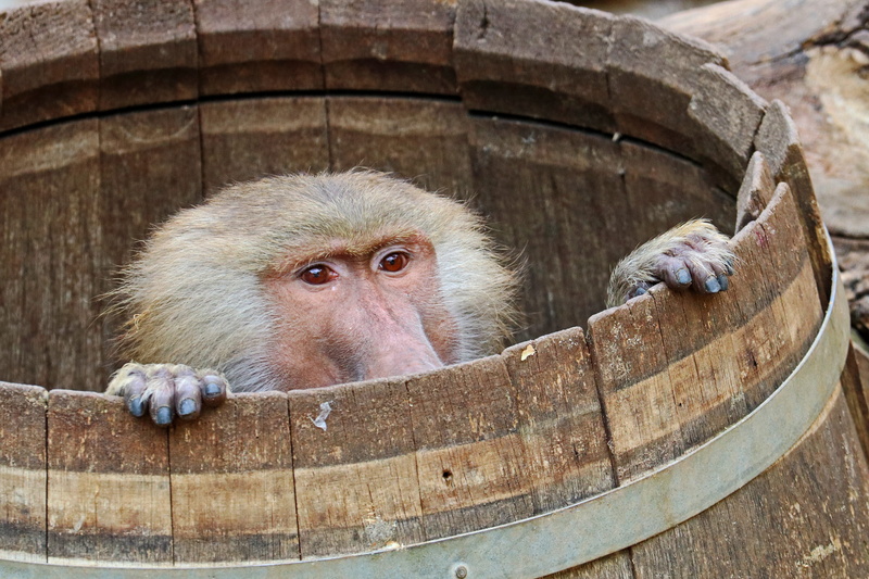 primates, portrait, animals in the wild, looking, Zoo, Baboon, day, young animal, nature, close-up, animal body part, animal themes, Monkey, Tiergarten