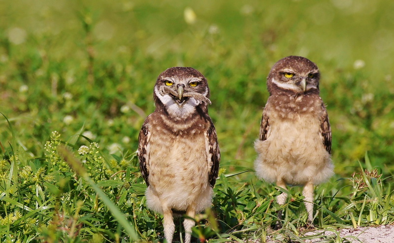 Brown, Owls, Photographer, Official, owl, burrowing, A580, bird, Little Owl, 1080P, Love Birds, field, Camera, Birds of Prey, Sunshine State, Florida