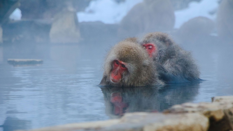 vertebrate, primate, monkeys, animal themes, animal, winter, lake, water, animal photography, animal body part, animal head, nature, no people, monkey