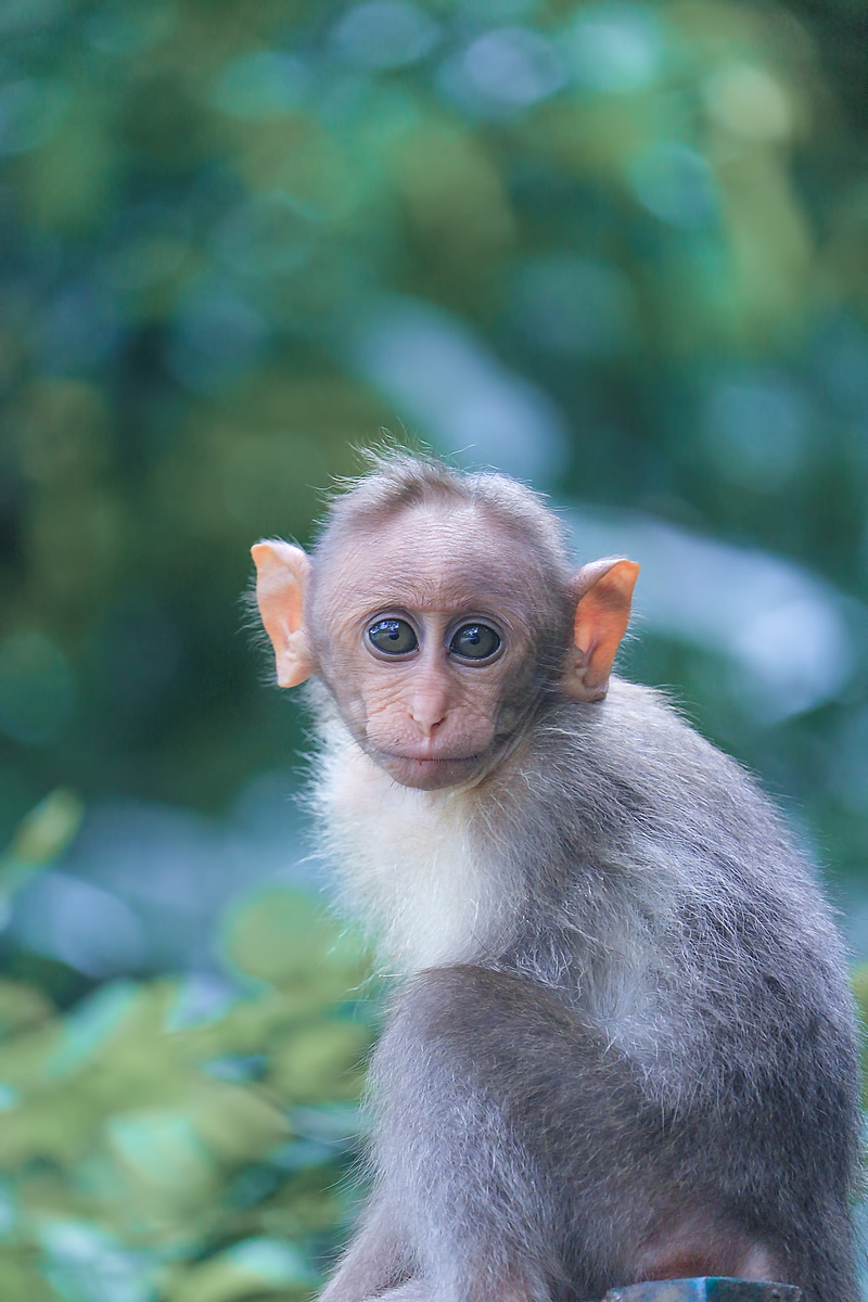 animal photography, sitting, outdoors, little, animal, no people, wild, day, focus, photography, animals in the wild, 5K, vertebrate, portrait, blur, close-up