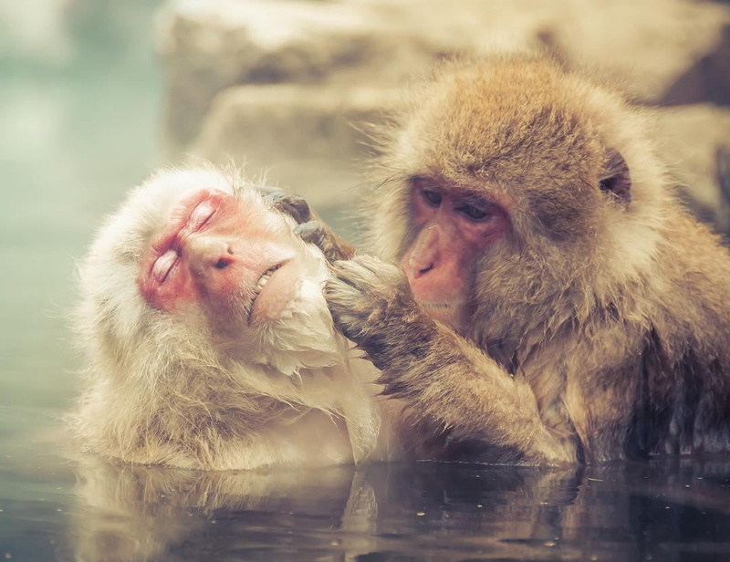 japanese Macaque, Photo, wildlife, Instagram, body, primate, animal, two, 480P, body of water, mammal, monkey, macaque, water, nature, calm
