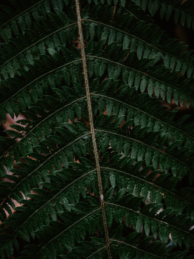 fern, 8K, medical imaging x-ray film, flower, tree, leafy, growth, palm leaf, weed, pattern, fractal, water, branch, close-up, green, animal, nature, natural pattern