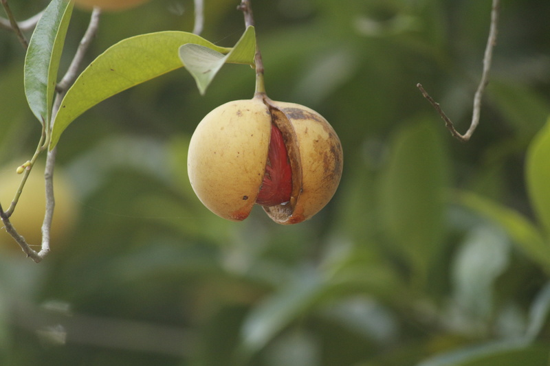 no people, plant, leaf, natural, eating, growth, vegetarian, focus on foreground, diet, fruit, freshness, photography, food and drink, nutmeg, green color