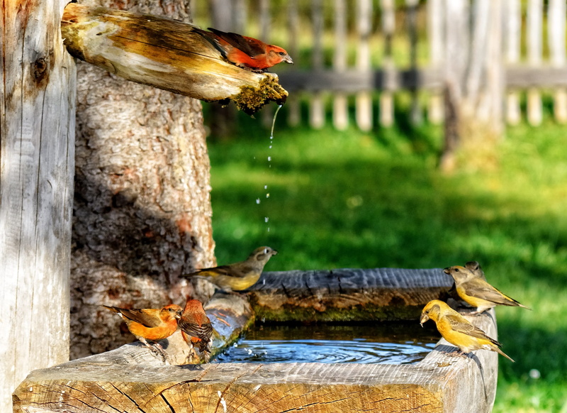 colorful, 2K, time, tree, outdoors, photography, feather, birds, sunlight, bark, perching, day, animal, finch, one animal, focus, animal themes, plant