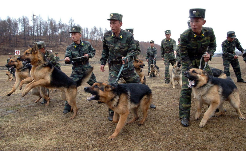 4000x2464, troops, dogs, soldiers, 4K, army, military