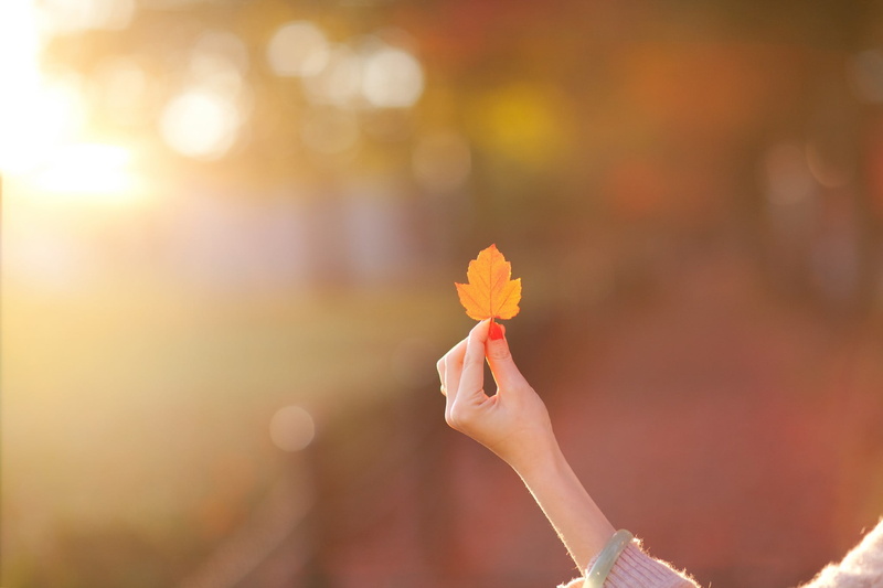 sunlight, human body part, close-up, orange Color, vibrant Color, beauty, bokeh, human Hand, beautiful, lifestyles, happiness, freshness, freedom, flower