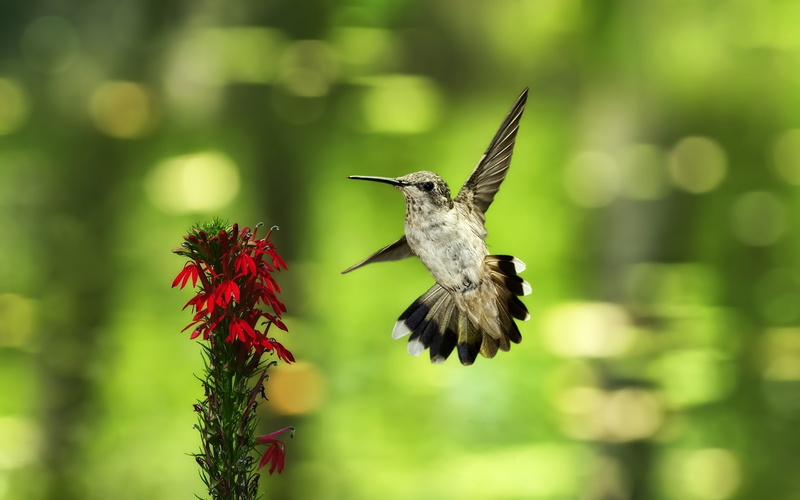 bird, black, Green, Flowers, Flying, gray, Background, humming, Red, Hummingbird, 2K