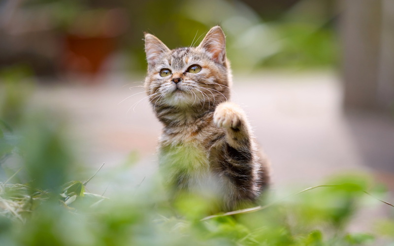 baby, 2K, kitten, foot