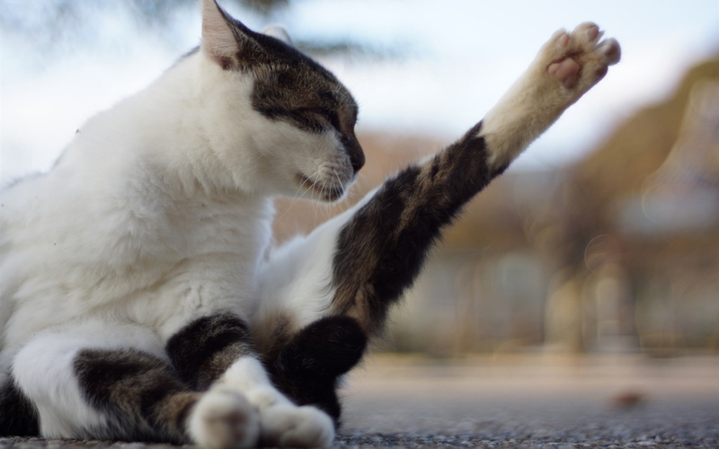 1080P, Cat, Stretch, Foot
