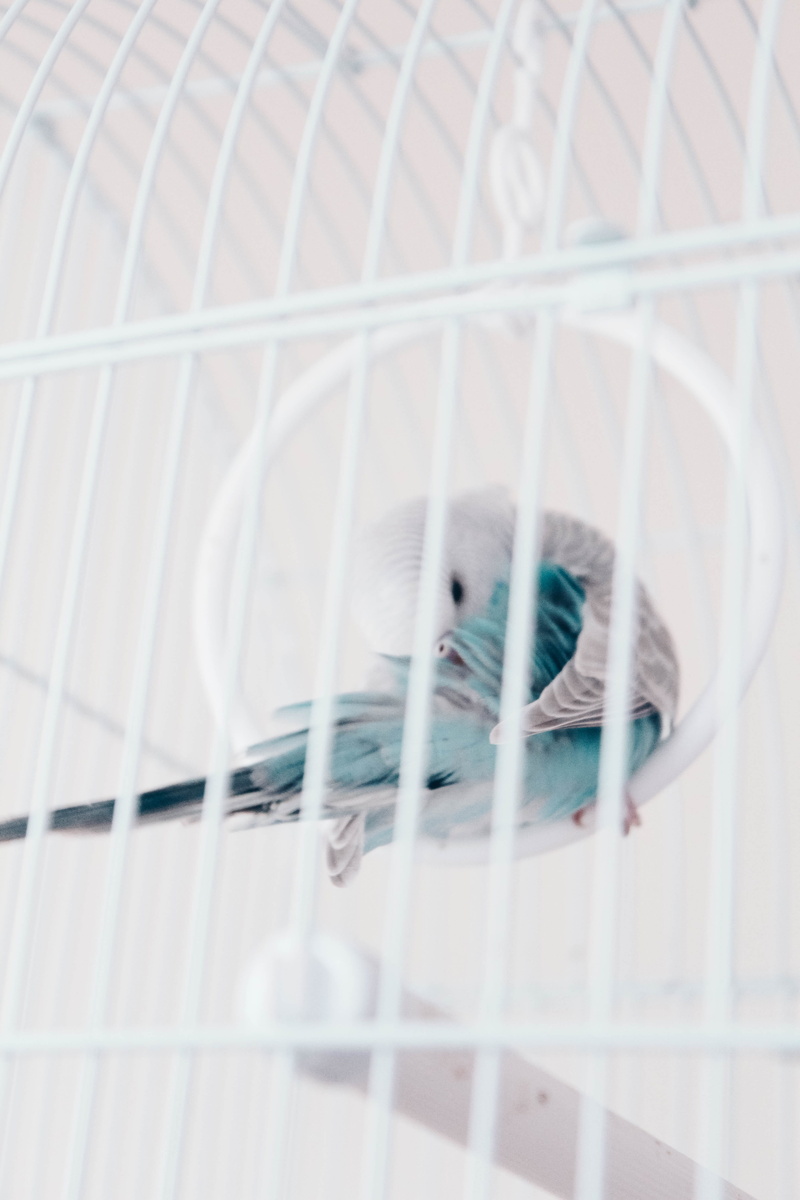 selective focus, white color, cage, mammal, animal head, animal, claw, 5K, bird, no people, domestic, parakeet, vertebrate, cat, domestic animals, dog