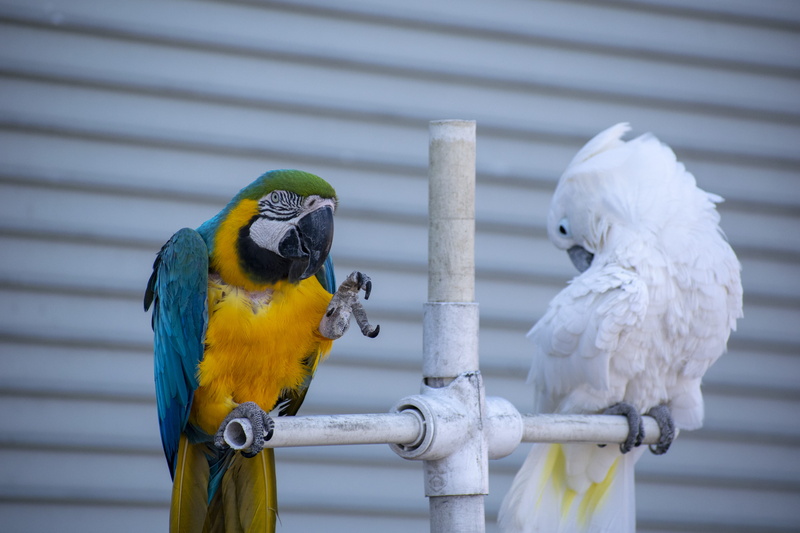focus on foreground, two animals, day, animal wildlife, perching, parrot, animal, pet, yellow, african grey parrot, wood - material, close-up, vertebrate
