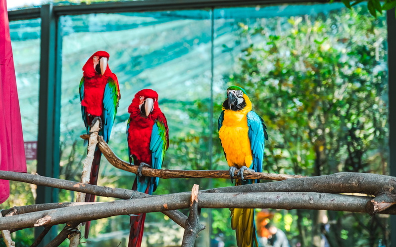 parrot, branch, group of animals, african grey parrot, jay, scarlet macaw, assorted, monitor, day, lcd screen, pet, outdoors, red, animals in the wild