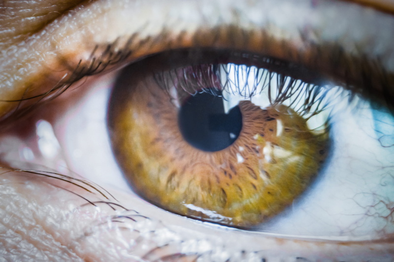 brush, mammal, pet, eyelid, extreme close-up, full frame, camera lens, hardwood, human body part, wood, invertebrate, tool, eye, 2K, electronics, eyelash