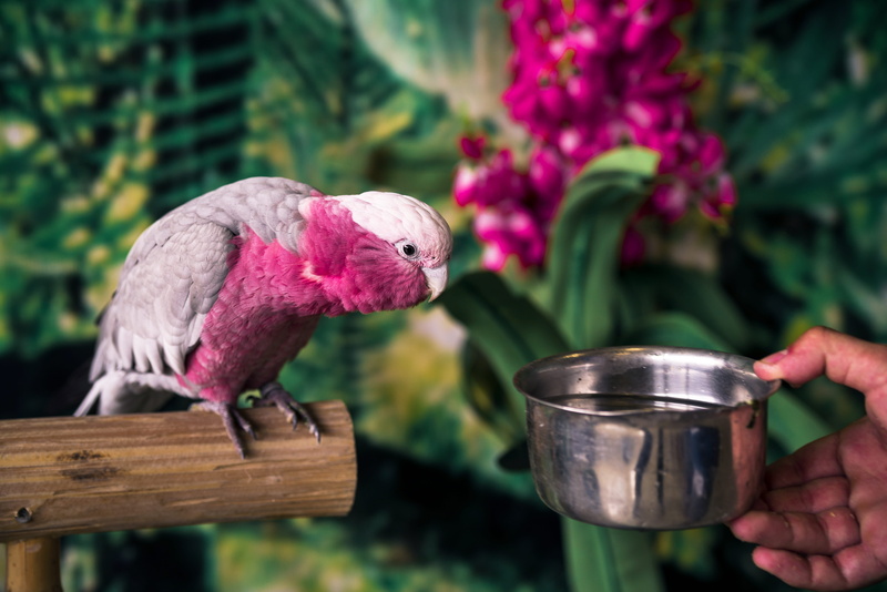 human, wood - material, people, vegetation, african grey parrot, tree, bush, outdoors, human hand, hand, day, parrot, beak, plant, close-up, flower, pet