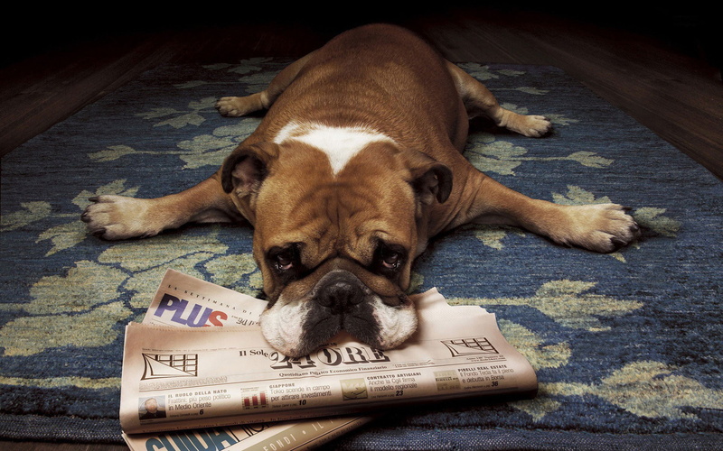 dog, domestic, one animal, mammal, animal, newspapers, looking at camera, lying down, animal themes, indoors, animals, day, relaxation, no people, vertebrate