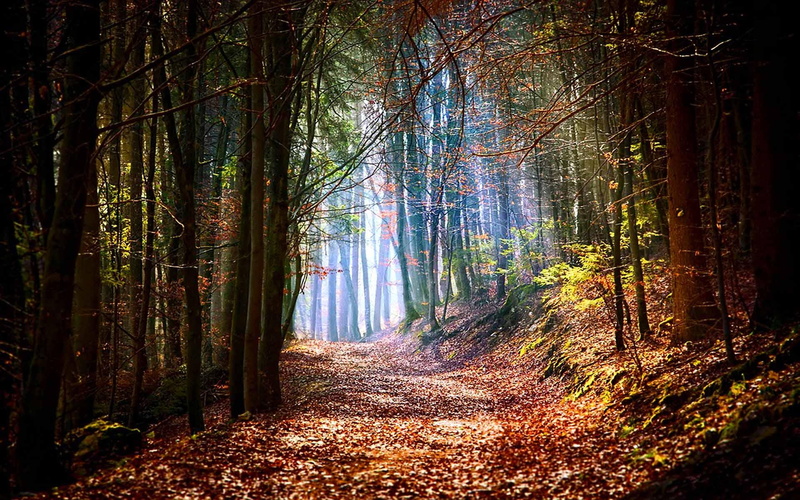 3d and abstract, right, mountain, path, light, forest, 1080P, trees, rocks