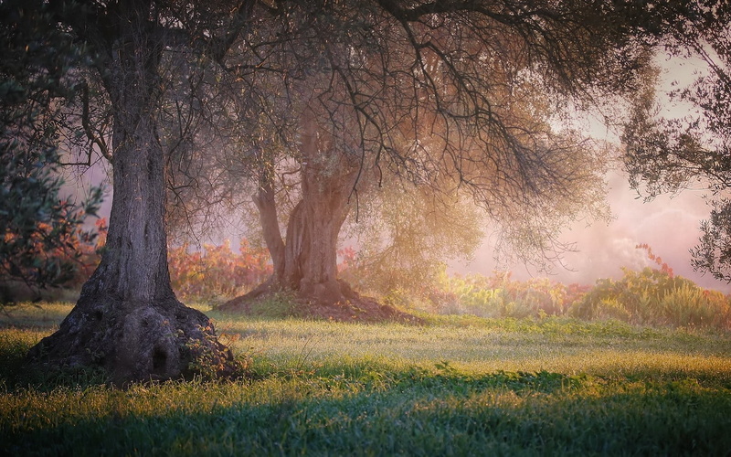 beauty in nature, gray, idyllic, outdoors, scenics - nature, land, two, tranquil scene, peace, field, grass, paintings, growth, mist, tree, day, landscape