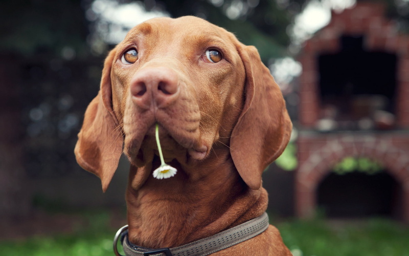 vizsla, dogs, domestic animals, close-up, vertebrate, portrait, mammal, domestic, flower, thoughtful, animal head, one animal, canine, brown, animal body part
