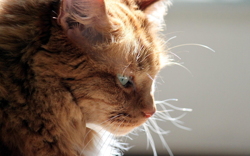 thoughtful, 2K, photography, animal, animals, orange