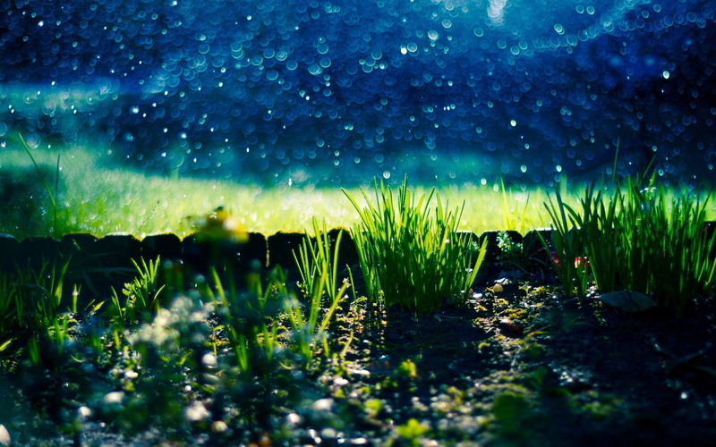 herbs, green, grass, pebbles, s, stones, 1080P, background, Nature, blur, fullscreen, grasses, bokeh, widescreen