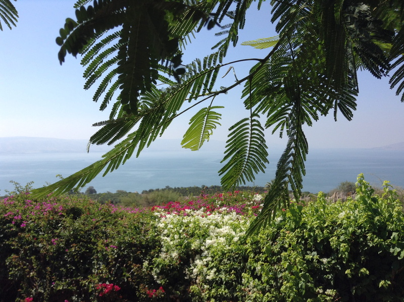 2K, scenics - nature, day, sky, sea of galilee, plant life, palm tree, tranquil scene, plant, israel, flower, nature, holy land, tropical climate, sea