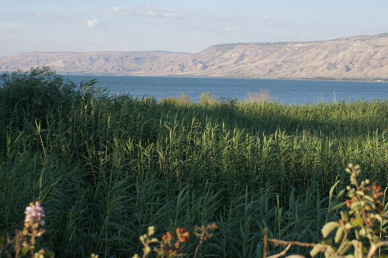 land, body, growth, tranquility, lake, mountain, grass, 4K, beauty in nature, front, israel, water, day, no people, plant, scenics - nature, sea, green color