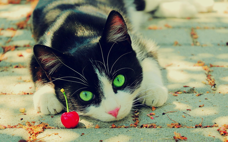 green eyes, tuxedo, cherries, vertebrate, feline, 1080P, portrait, domestic animals, one animal, close-up, animal body part, domestic cat, cat, no people