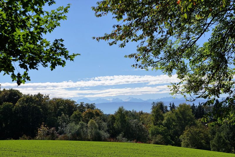meadow, no people, zollikon, arable, alpine, mountain, more, landscape, photography, switzerland, zurich, rest, field of rapeseeds, hiking, tree, route