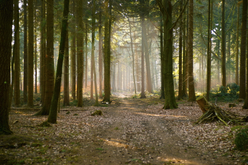 no people, scenics - nature, nebellandschaft, idyllic, landscape, black forest, 5K, mood, back light, tree trunk, beauty in nature, morning, sunbeam, autumn