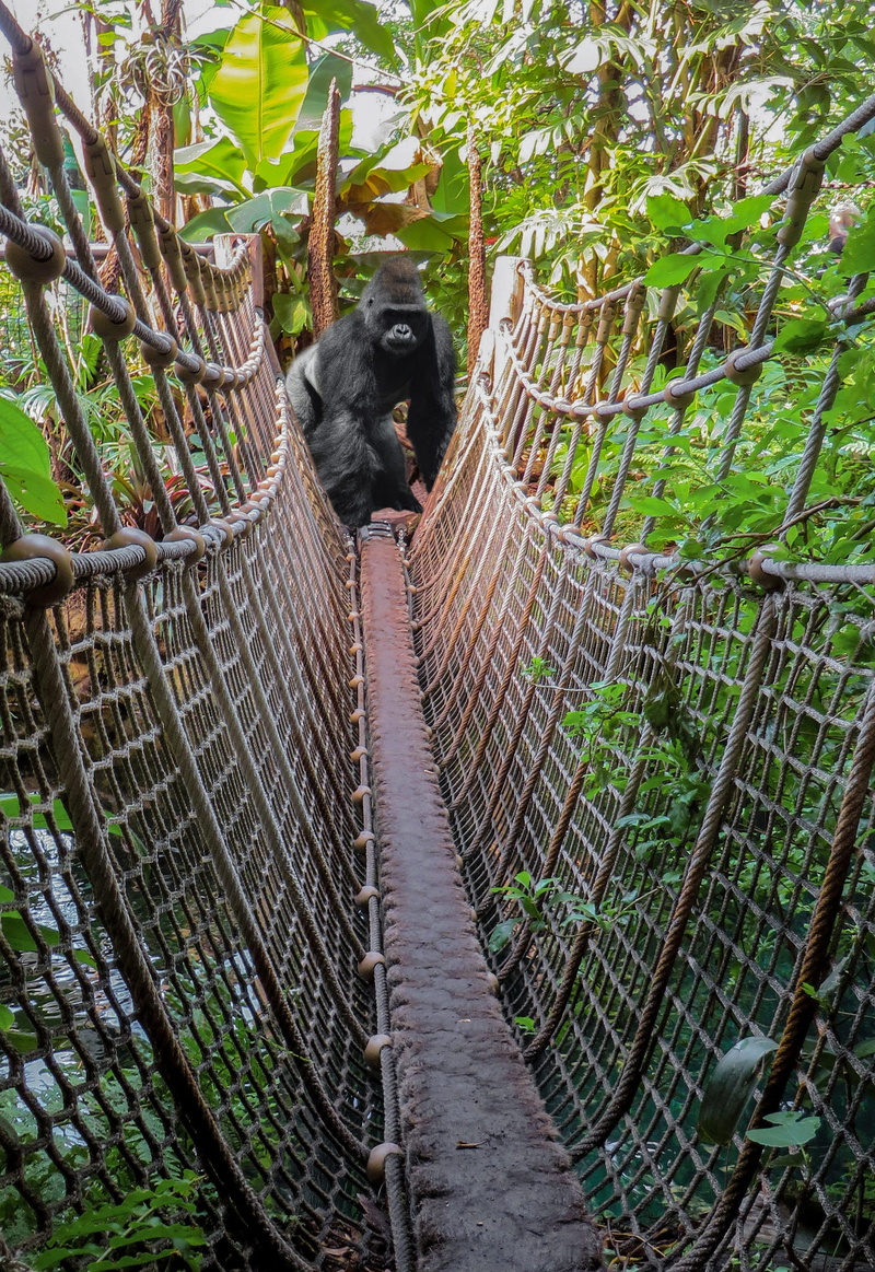 green color, tree, mammal, forest, plant, outdoors, animal themes, animals in the wild, day, image overlay, one animal, silverback, primate, vertebrate