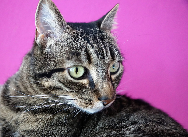 fear, list, get out, dentist, tongue, no, rebels, fur, deceitful, stripes, domestic, looking at camera, stress-, yes, tabby, happy, burn out, brown, sickness