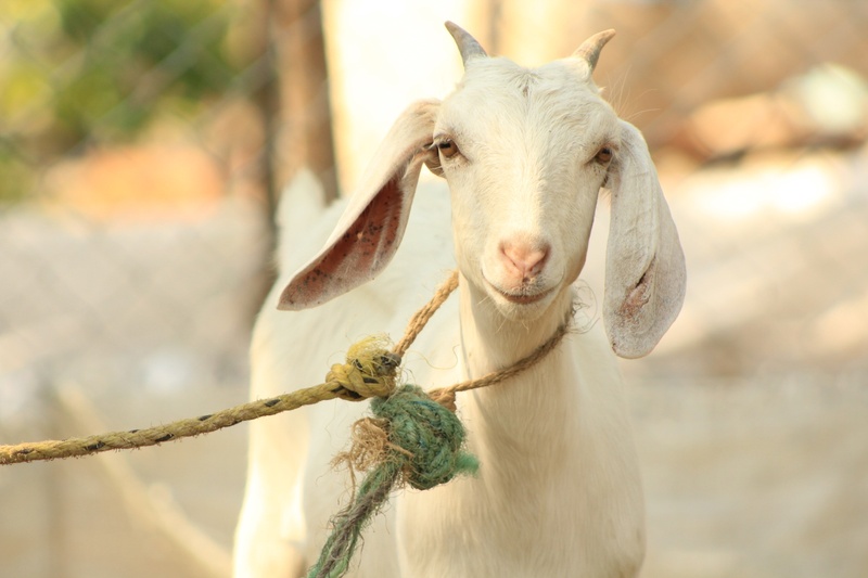 livestock, vertebrate, day, rope, animal themes, nature, focus on foreground, good morning, close-up, domestic animals, peasant, 1080P, herbivorous, animal body part