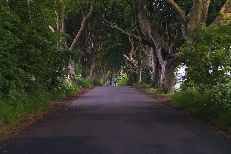 day, land, trees, gray, dirt road, scenics - nature, 4K, street, nature, beauty in nature, transportation, treelined, plant, people, flora, road, redwood